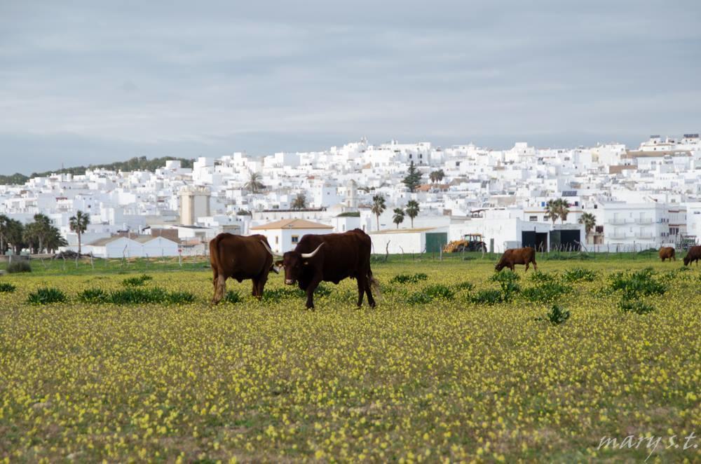 Ferreira Hostal Boutique Conil De La Frontera Eksteriør billede