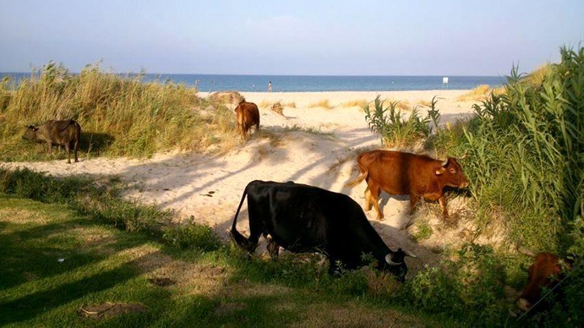 Ferreira Hostal Boutique Conil De La Frontera Eksteriør billede
