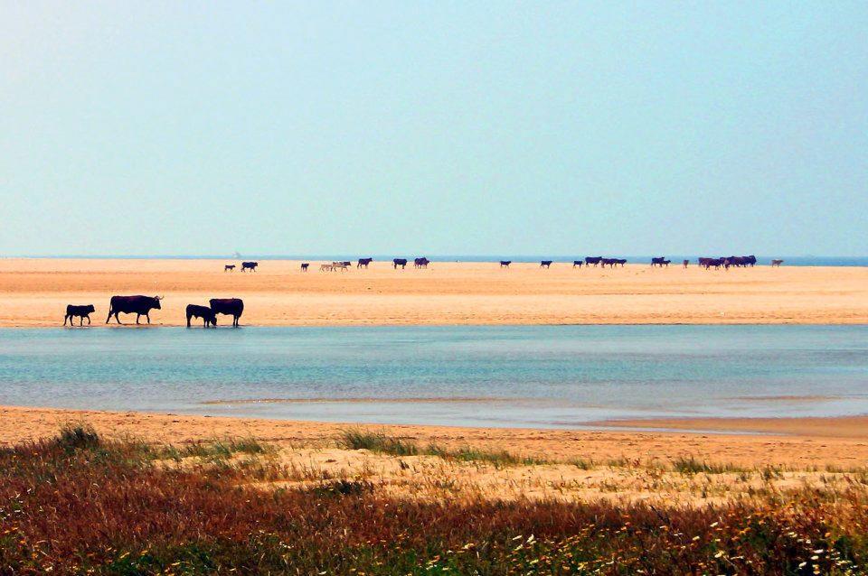 Ferreira Hostal Boutique Conil De La Frontera Eksteriør billede